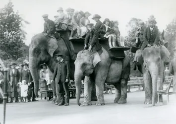 Três elefantes indianos dando passeios de visitante no zoológico de Londres, 1923 (bw foto)